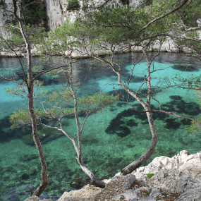 Visit the first 5 calanques by boat from the port of Cassis